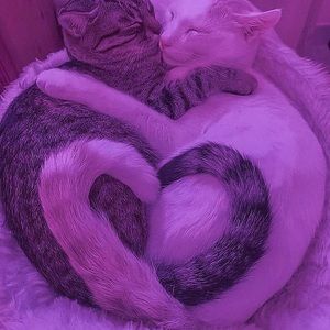 Meet your Posher, Lilah